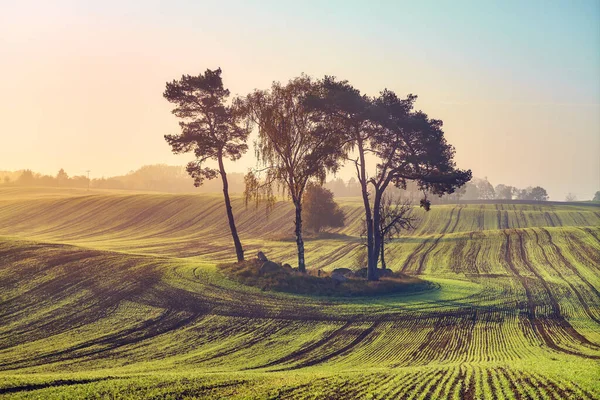 Paysage Rural Avec Des Arbres Milieu Champ Lever Soleil Coloré — Photo