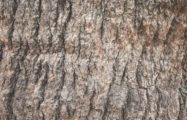 Грубый Ствол Пальмы Природа Абстрактный Фон Текстура — стоковое фото