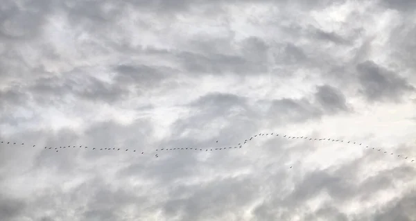 Cielo Nuvoloso Con Stormo Uccelli Migratori — Foto Stock