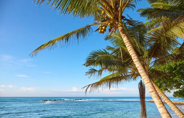 Palmy Kokosowe Tropikalnej Plaży Przeciwko Błękitnemu Niebu — Zdjęcie stockowe
