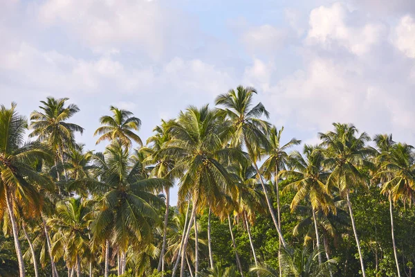 Kokospalmen Einem Sonnigen Tag — Stockfoto