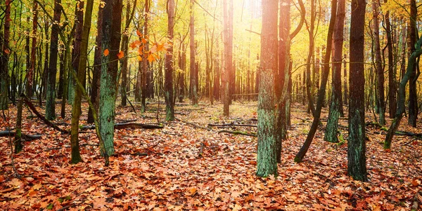 Imagem Panorâmica Uma Floresta Outono — Fotografia de Stock