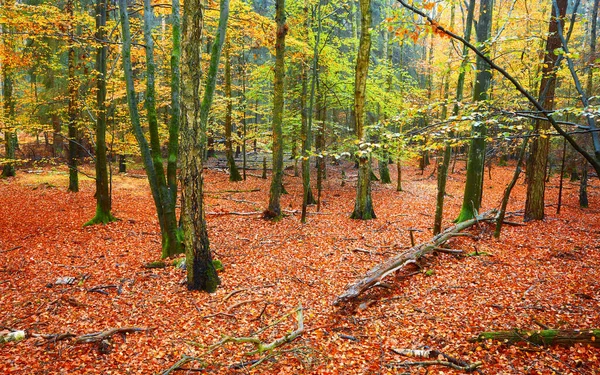 Imagem Uma Floresta Outono — Fotografia de Stock