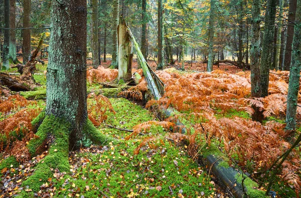 Bosque Profundo Con Helecho Musgo Otoño Lluvioso — Foto de Stock