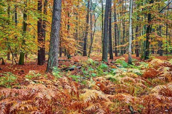 Mély Erdő Esős Ősszel — Stock Fotó