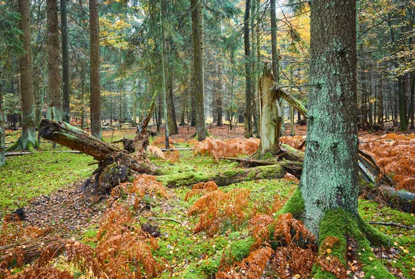 Forêt Profonde Avec Fougère Mousse Automne Pluvieux — Photo