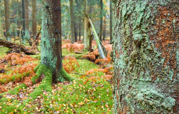 Zblízka Mechem Porostlého Kmene Stromu Hlubokém Lese Selektivní Zaměření — Stock fotografie