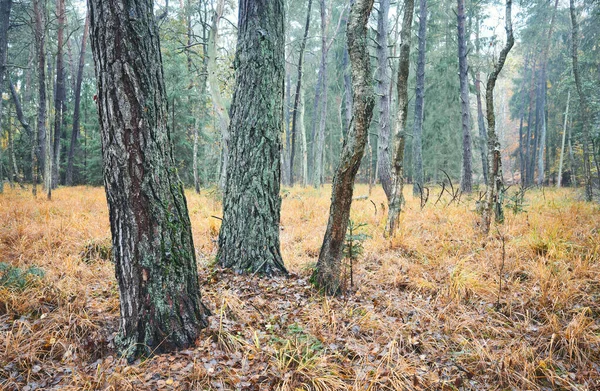 雨天和多雾的早晨的落叶森林 — 图库照片