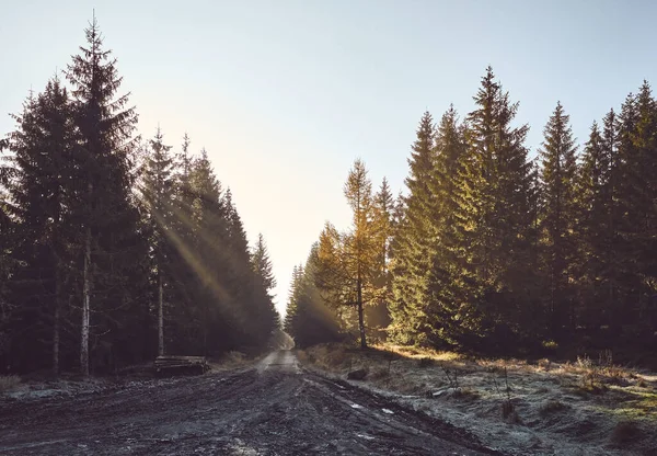 Waldweg Isergebirge Bei Sonnenaufgang Polen — Stockfoto