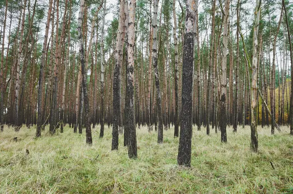 Bild Höstskog Med Björkträd — Stockfoto