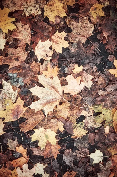 Podzimní Listí Zemi Barevné Tónované Pozadí Přírody — Stock fotografie