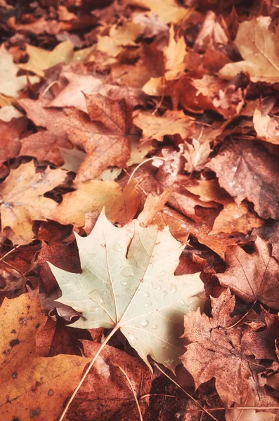 Podzimní Listí Zemi Barevné Tónované Pozadí Přírody Selektivní Zaměření — Stock fotografie