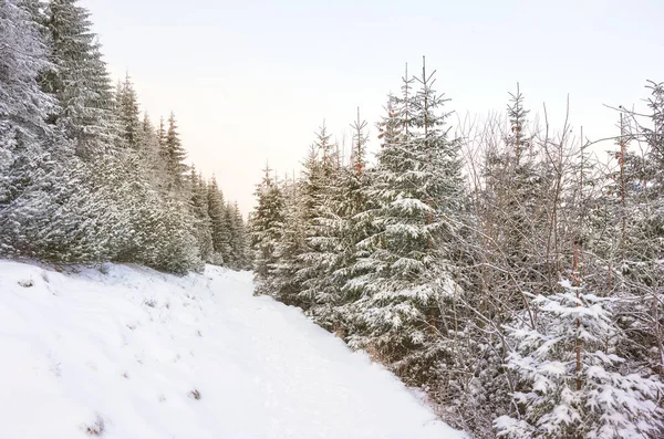 Zimní Krajina Národním Parku Tatra Polsko — Stock fotografie