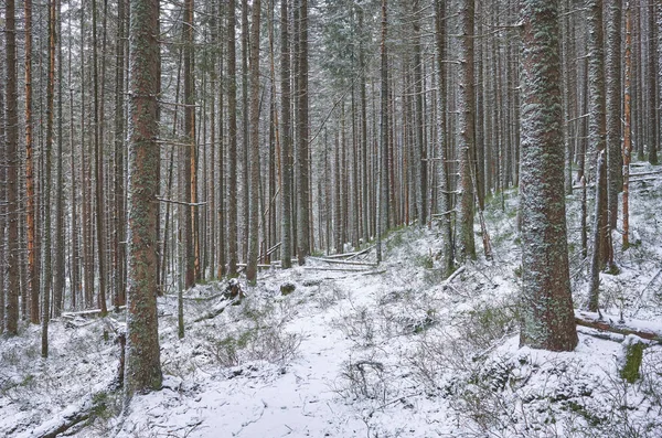 Imagen Bosque Montaña Durante Invierno Nevado — Foto de Stock