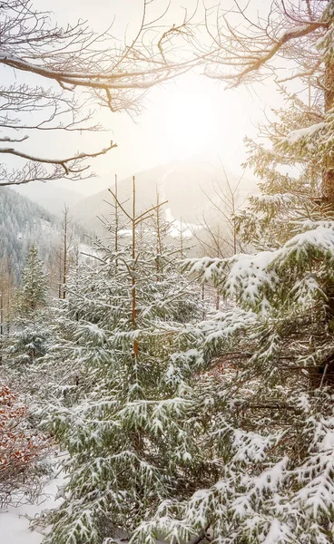 Zasněžené Stromy Tatrách Tatranský Národní Park Polsko — Stock fotografie