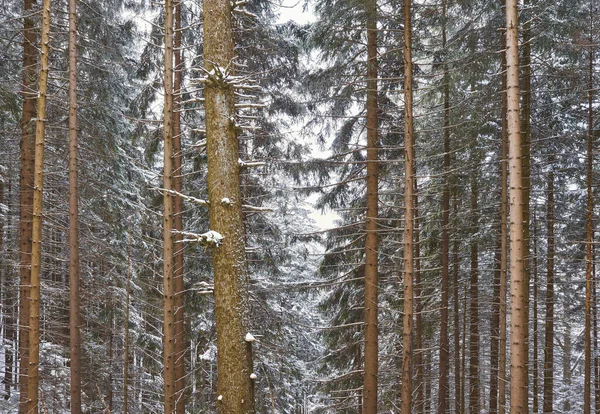 Bild Eines Bergwaldes Schneebedeckten Winter — Stockfoto