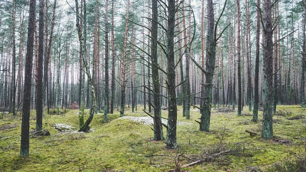 Panoramablick Auf Einen Wald Farbtonung Aufgetragen — Stockfoto