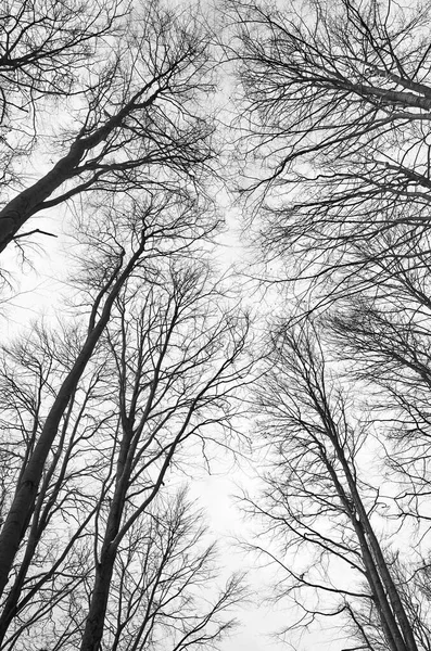 Omhoog Kijkend Naar Bomen Het Bos Natuur Abstracte Achtergrond — Stockfoto