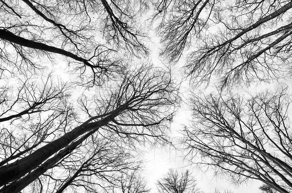 Regardant Les Arbres Dans Les Bois Fond Abstrait Nature — Photo