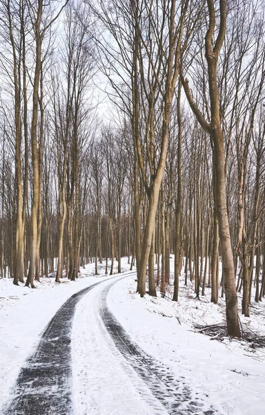 Pista Bosque Haya Durante Invierno Nevado — Foto de Stock