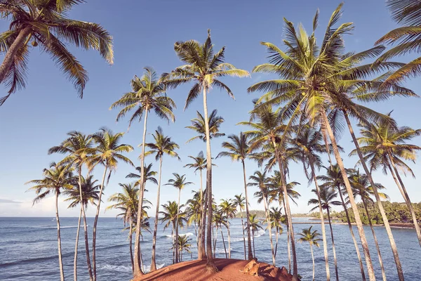 Retro Tónovaný Obraz Tropického Ostrova Kokosovými Palmami — Stock fotografie