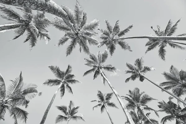Κοιτάζοντας Επάνω Φοίνικες Καρύδας Μαύρο Και Άσπρο Καλοκαιρινές Διακοπές Εικόνα — Φωτογραφία Αρχείου