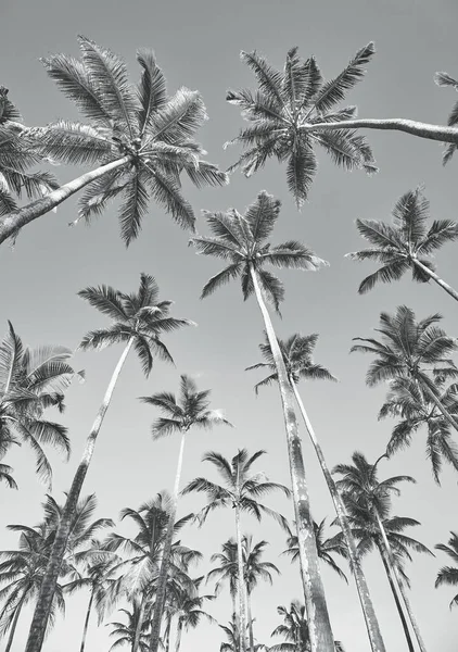 Mirando Hacia Arriba Las Palmeras Coco Foto Vacaciones Verano Blanco — Foto de Stock