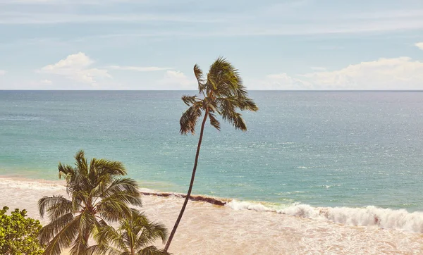 Τροπική Παραλία Φοίνικες Καρύδας Έγχρωμη Τονισμένη Εικόνα — Φωτογραφία Αρχείου