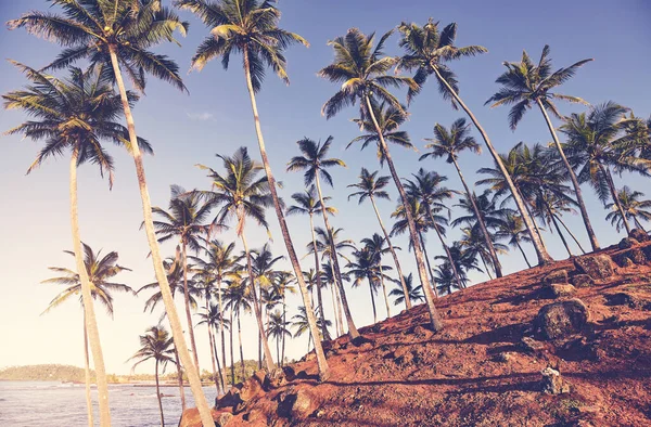 Kokosové Palmy Kopec Při Východu Slunce Retro Barevné Tónování Použito — Stock fotografie