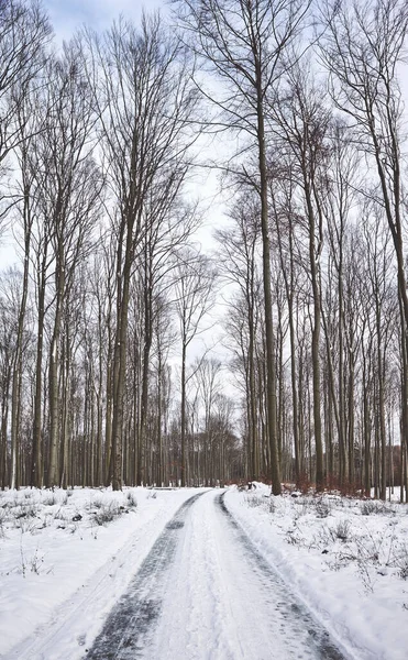 Camino Bosque Hayas Durante Invierno Nevado — Foto de Stock