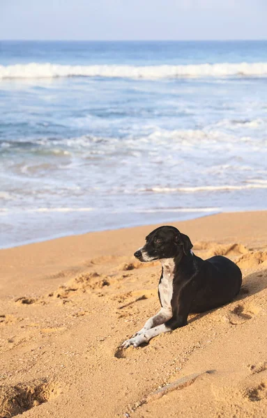 犬は日没時に熱帯のビーチにいます — ストック写真