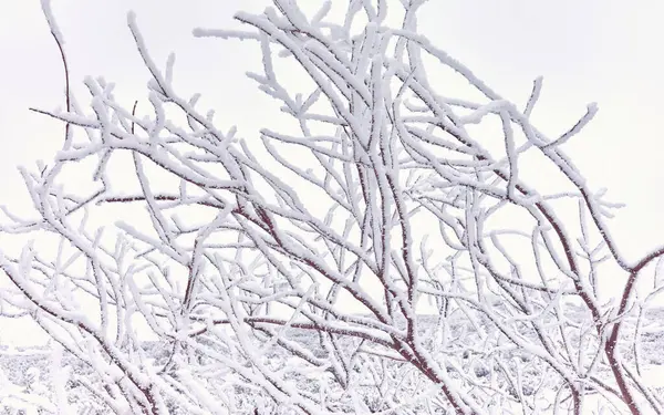 Snow Covered Tree Abstract Nature Background Color Toning Applied — Stock Photo, Image