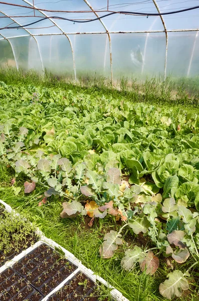 Interiör Ett Gammalt Växthus Med Ekologisk Grönsaksodling — Stockfoto