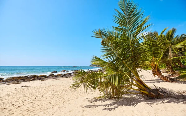 Palmy Tropikalnej Plaży Koncepcja Letniego Wypoczynku Sri Lanka — Zdjęcie stockowe