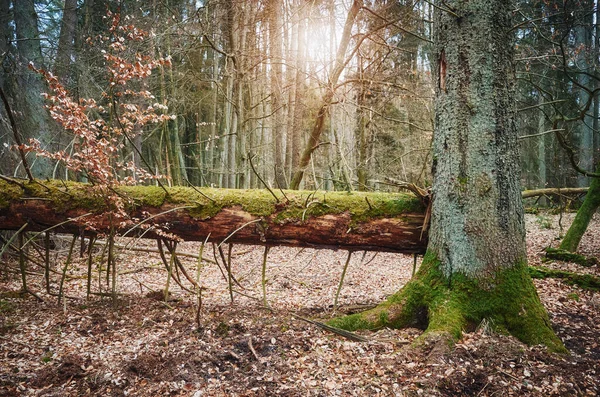 Imagem Uma Floresta Velha Com Árvore Caída — Fotografia de Stock