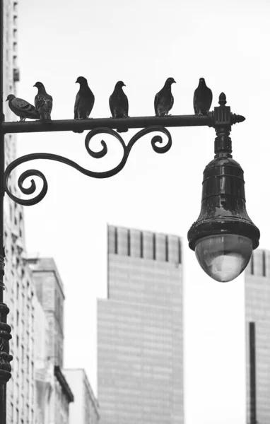 Silhouette Pigeons Assis Sur Lampadaire New York Mise Point Sélective — Photo