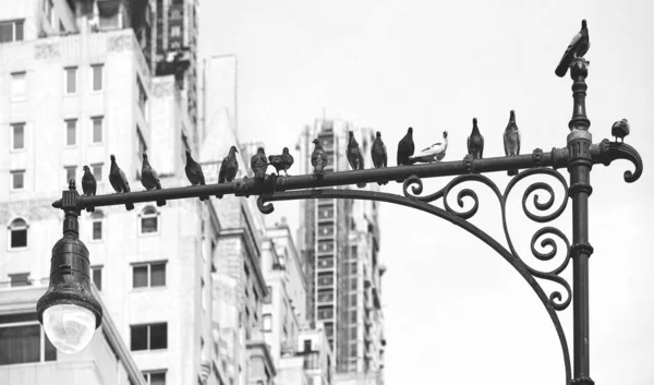 Silueta Palomas Sentadas Poste Luz Ciudad Nueva York Enfoque Selectivo —  Fotos de Stock