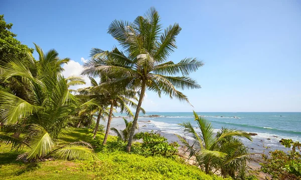 Paysage Côtier Tropical Avec Palmiers Océan Par Une Journée Été — Photo