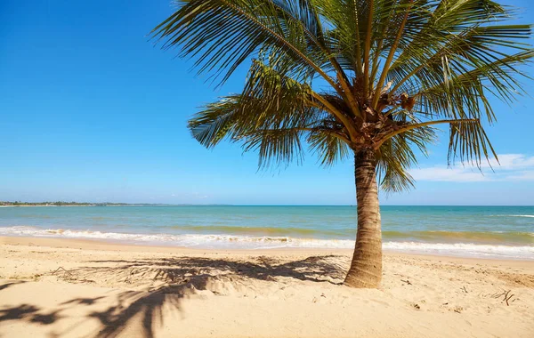 Palma Kokosowa Pustej Tropikalnej Plaży Sri Lanka — Zdjęcie stockowe