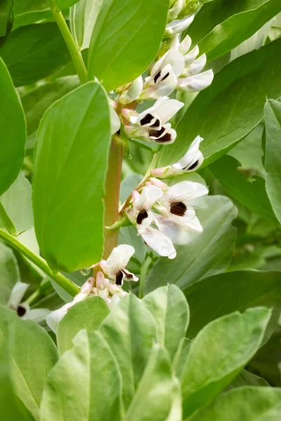 Vue Rapprochée Féverole Fleurs Vicia Faba Mise Point Sélective — Photo