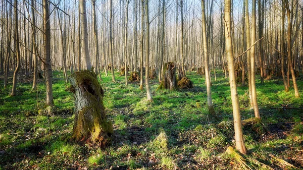 Vieilles Souches Arbres Dans Une Forêt — Photo