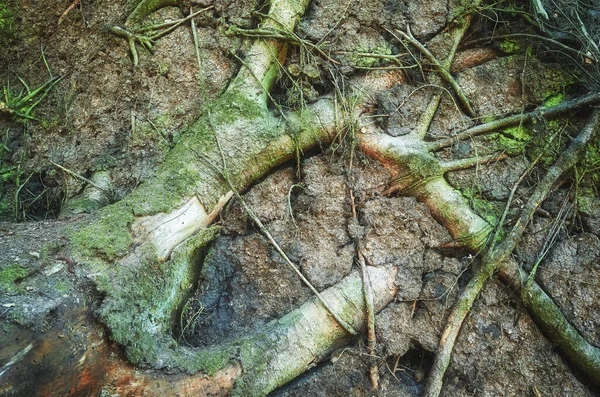 뿌리와 땅으로 이루어진 자연의 추상적 — 스톡 사진