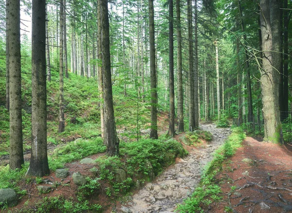 Path Karkonosze Mountains Forest Poland — Stock Photo, Image