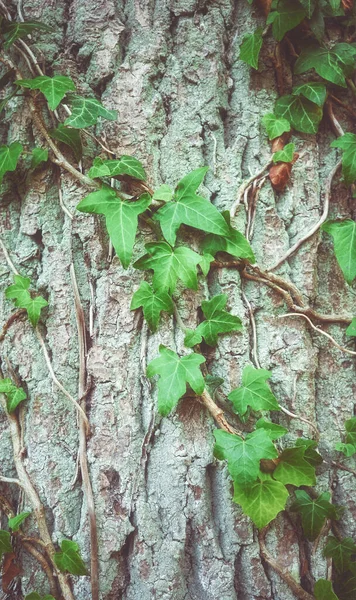 Κοντινή Εικόνα Του Κισσού Ένα Δέντρο Χρώμα Τονισμένο Φόντο Της — Φωτογραφία Αρχείου