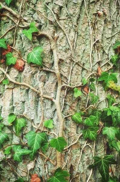 Nahaufnahme Bild Von Efeu Auf Einem Baum Natur Hintergrund Selektiver — Stockfoto