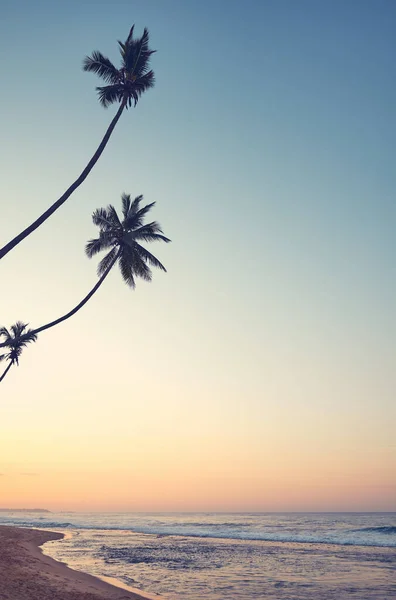 Playa Tropical Con Cocoteros Amanecer Sri Lanka — Foto de Stock