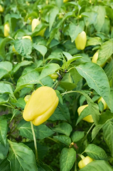 Tutup Gambar Lada Kuning Sebuah Rumah Kaca Pertanian Organik Fokus — Stok Foto