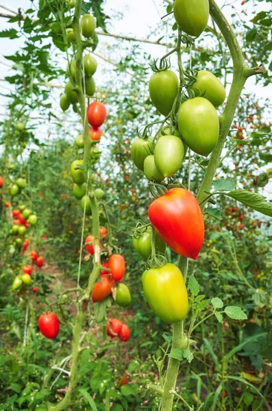 Organic Tomato Greenhouse Farm Selective Focus — Stock Photo, Image