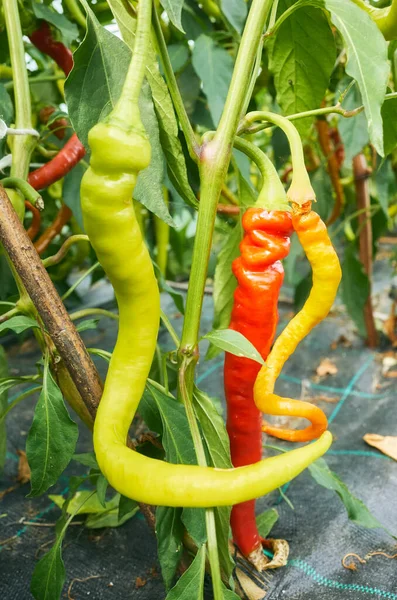Κοντινή Φωτογραφία Του Πιπεριού Ένα Βιολογικό Θερμοκήπιο Αγρόκτημα Επιλεκτική Εστίαση — Φωτογραφία Αρχείου