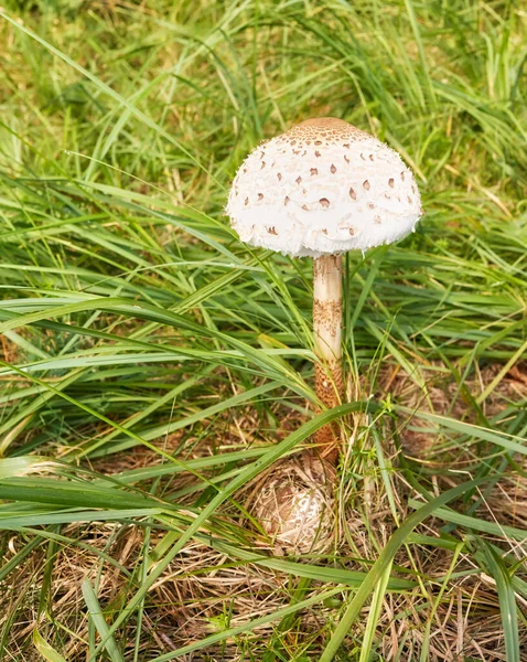 Close Picture Parasol Mushroom Macrolepiota Procera Grass Selective Focus — Stock Photo, Image